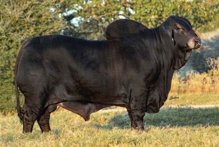 FEMALE SEXED EMBRYOS: MR. MCC POLLED SMOKE 14/9 (P) X LMC LF POLLED HAZEL 175/0 (P)