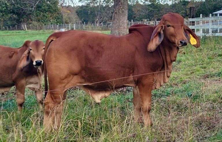 SEMEN: LMC LN POLLED FORESIGHT 159/8 (P)