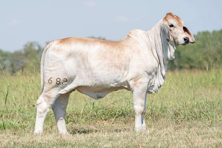 BRC Paper Flowers 682