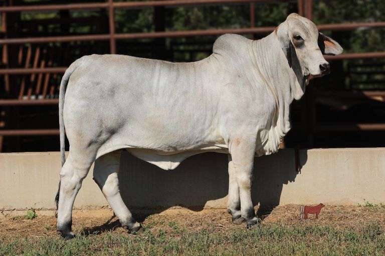 PCC LADY OLIVIA 570/45 (S)