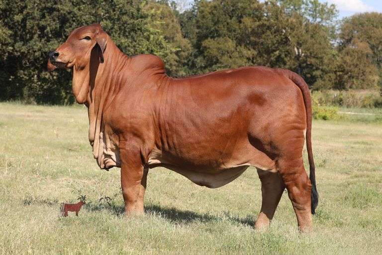 Lady L Madlenka Rojo 667 - Show Prospect/50% Breeding Interest