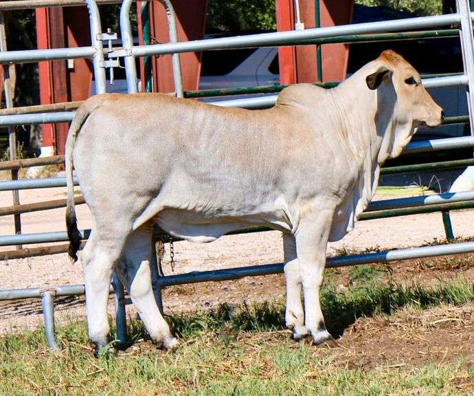 Show Prospect: LMC LF POLLED NEVA 83/5 (P)