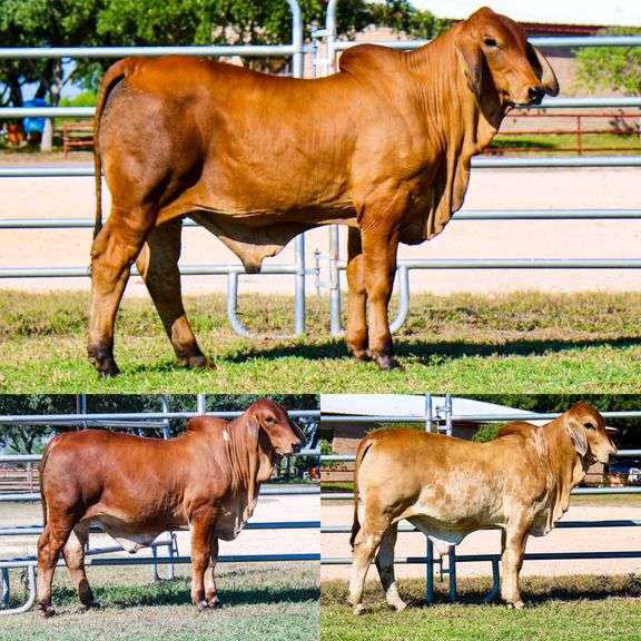 PICK OF LMC LN POLLED FORESIGHT 159/8 (P) SONS