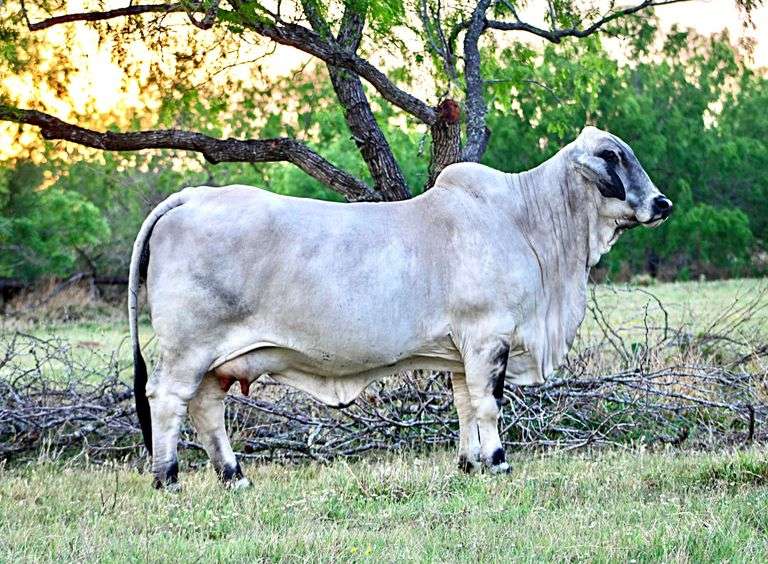 Herd Sire Prospect: LMC LF POLLED 101/4 (P)