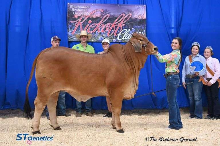 PCC LADY AURORA ROJA 47/4 (P)