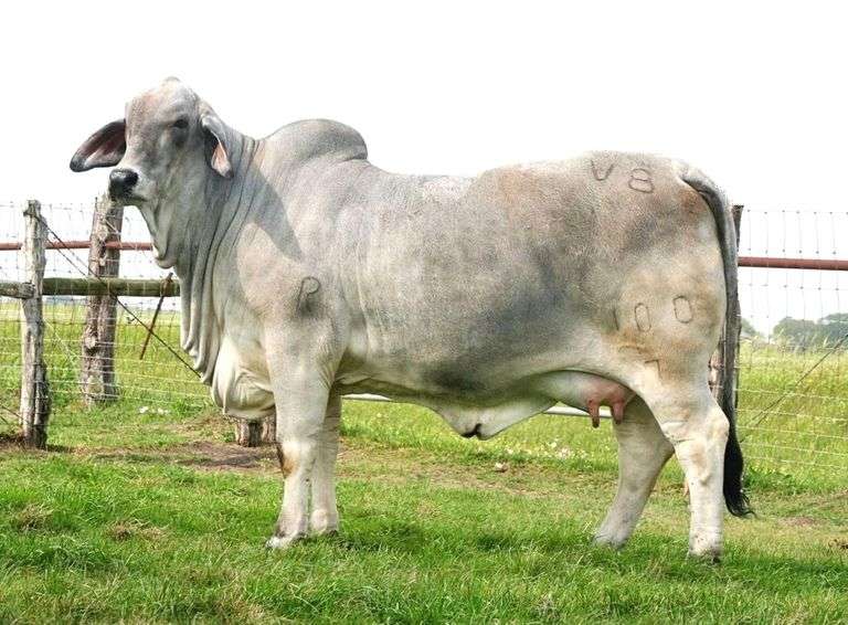SEMEN: MR. V8 733/7 (P)