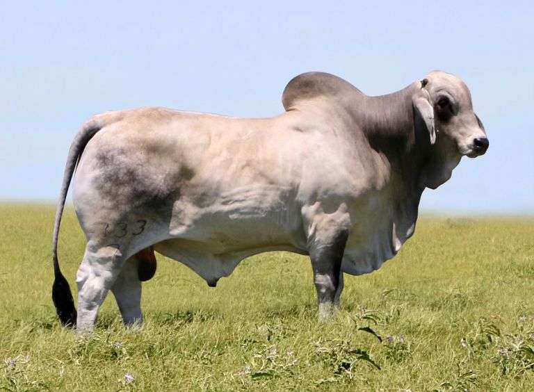 Herd Sire: MR.4F POLLED PADRINO 95/0 (P)