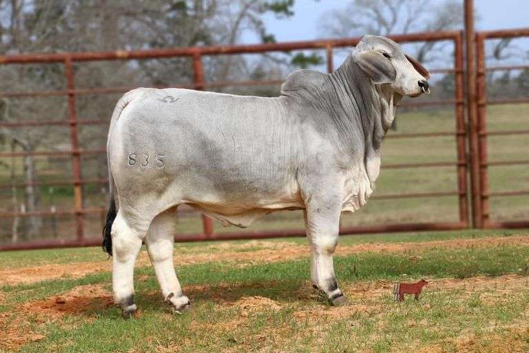 PCC LADY OLIVIA 570/45 (S)