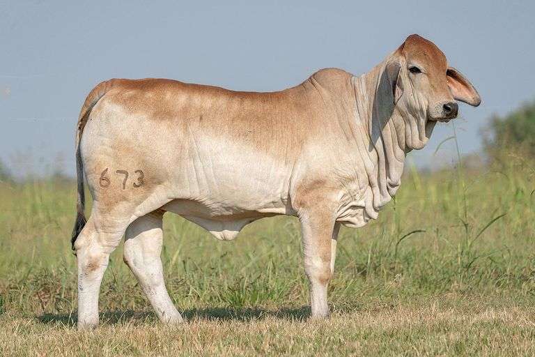 BRC Clouds in my Coffee 673