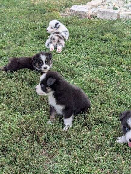 "Lily" "Twig" - Mini Aussie Female/Male Choice