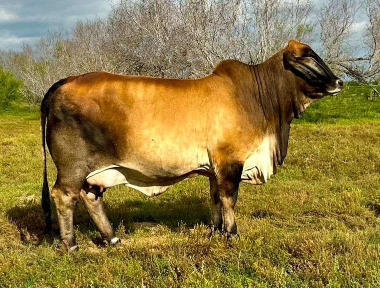 ASPIRATION: LMC LF POLLED BLACK BEAUTY (P)