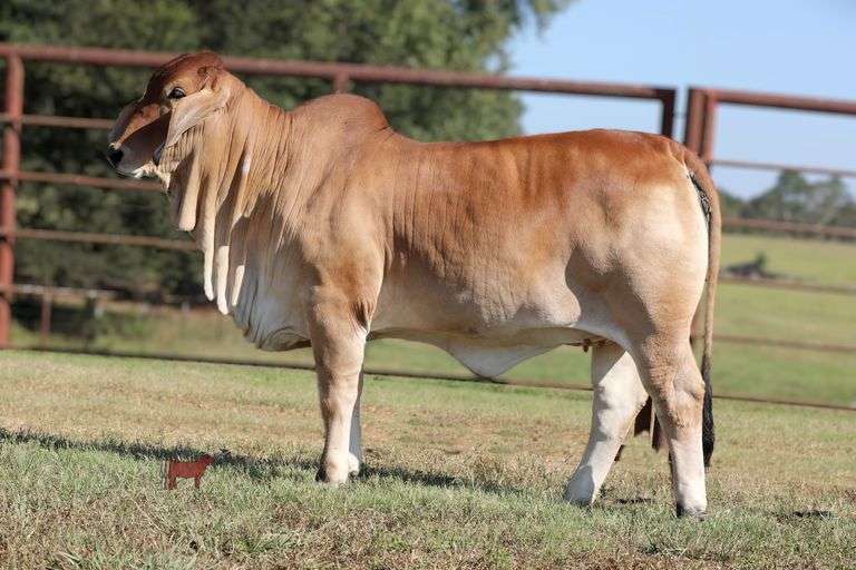 HALF INTEREST: PCC STORM'S COMING 72/4