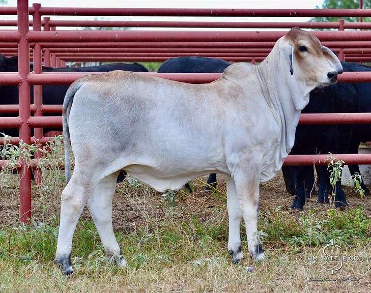 Pick of Heifers: CHOICE: MISS HMC POLLED 274/1 OR MISS HMC POLLED 267/1