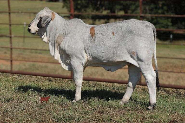 CHOICE OF BRC TUGBOAT CAPTAIN 125 (S) POLLED HIEFERS