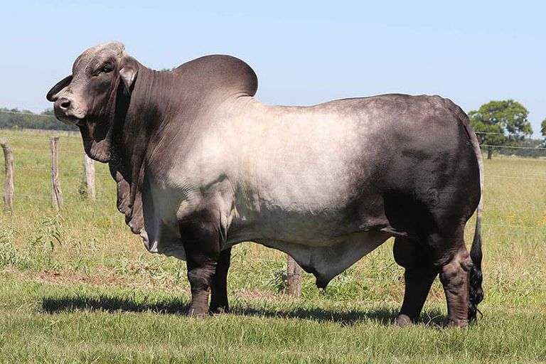 SEMEN: LMC LF POLLED CAPITAN 75/2 (P)