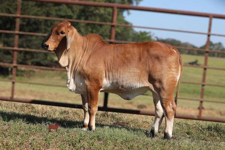 PCC LADY TUGBOAT CHARLOTTE 644/5 (P)