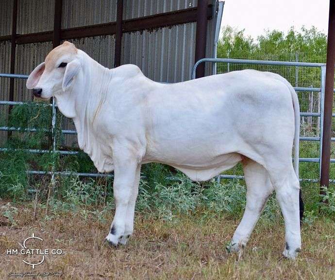 Pick of Heifers: CHOICE: MISS HMC POLLED 274/1 OR MISS HMC POLLED 267/1