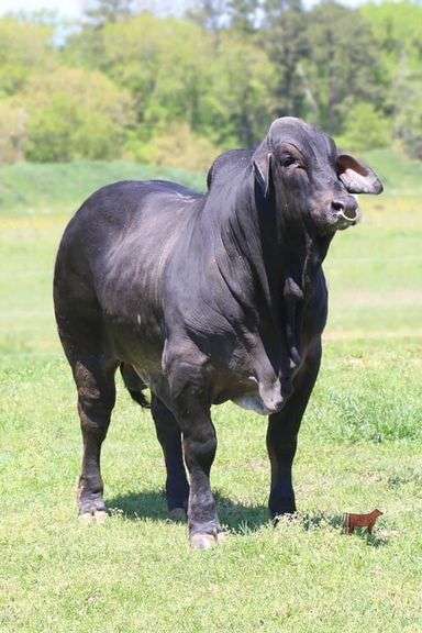 SEMEN: PCC INTEGRITY 13/7