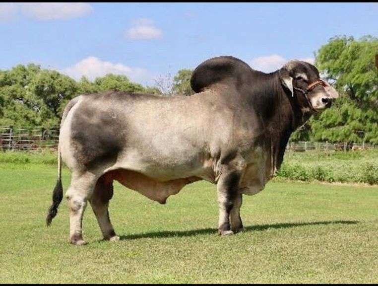 Bred Heifer: LMC POLLED MUNECA 73/3 (P)