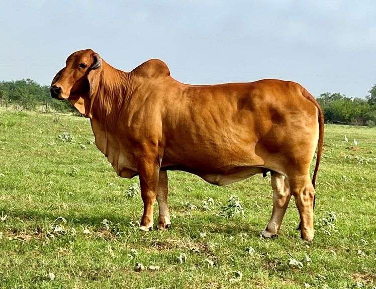 EMBRYOS: POLLED PATHFINDER X +MISS TRIPLE C 5/4 (P)