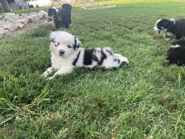 "Chrysanthemum" -Mini Aussie Female