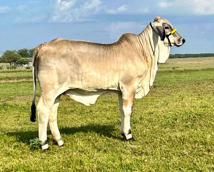 Show Heifer: LMC LF POLLED NYSSA 84/5 (S)