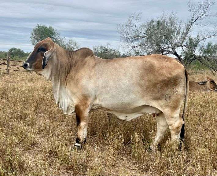 FEMALE SEXED EMBRYOS: MR. MCC POLLED SMOKE 14/9 (P) X LMC LF POLLED HAZEL 175/0 (P)