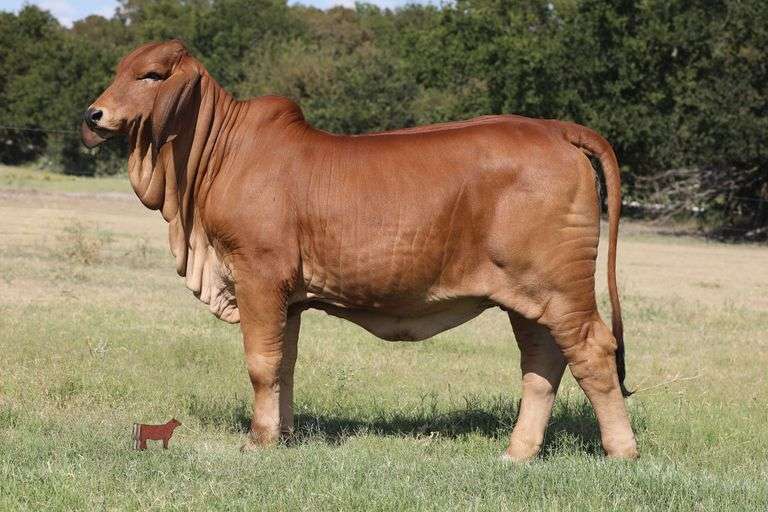 Lady L Khimki Rojo 668 - Show Prospect