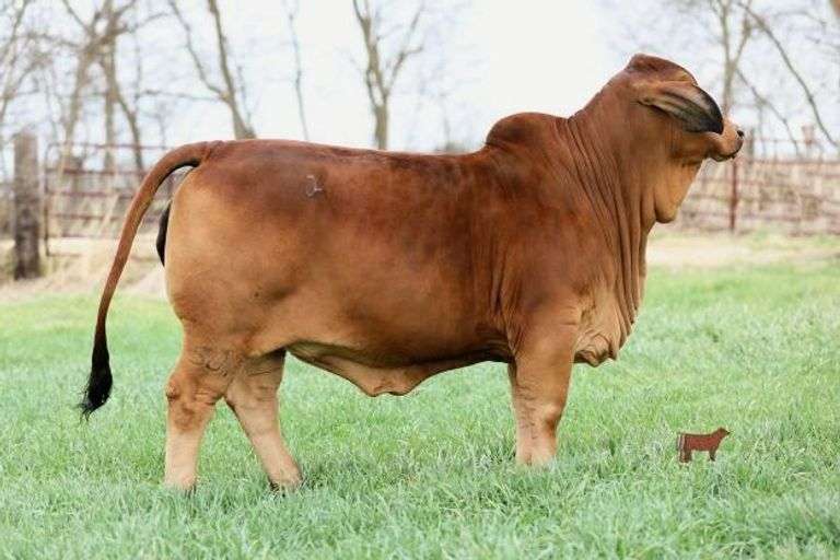 Pregnant Recipient - Female Sexed Pregnancy