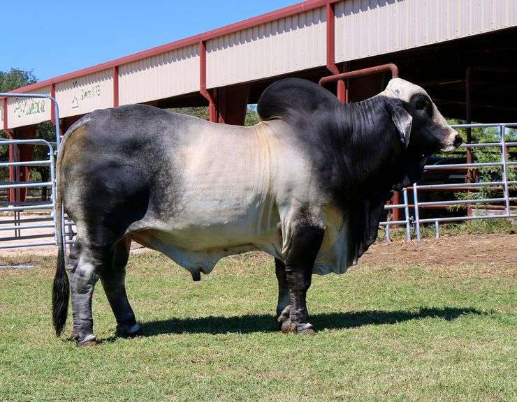 Show Prospect: VICMAR'S LILY 161/5