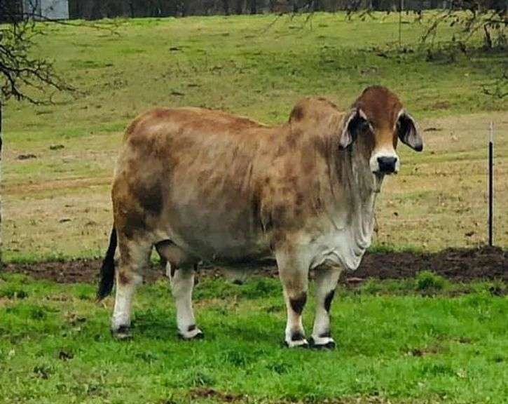 PCC I'M SPEECHLESS 644/4 (S)