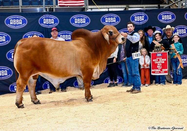 Donor: +JDH LADY MANSO 384/1 (S)