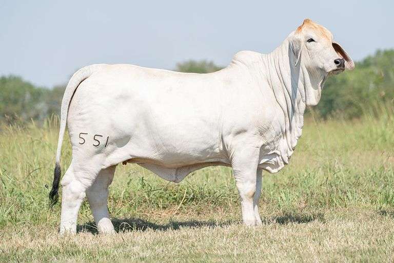 BRC Hey Baby Que Paso 551