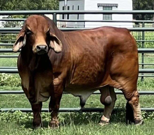 SEMEN: PCC POLLED PRIMETIME 13/8 (P)