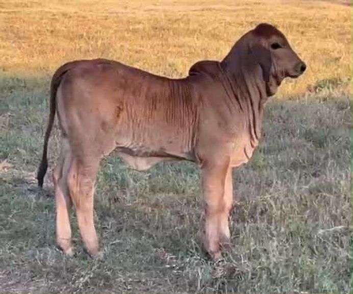 SEMEN: PCC POLLED PRIMETIME 13/8 (P)