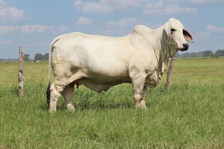 Sweetie x Six Gun Embryos