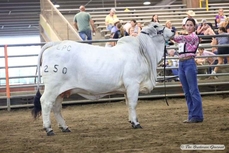 SEMEN: PCC BACK TO THE FUTURE 570/0