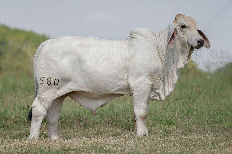 BRC Storm Coming 580