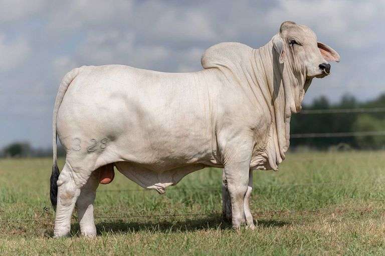 Sweetie x Six Gun Embryos