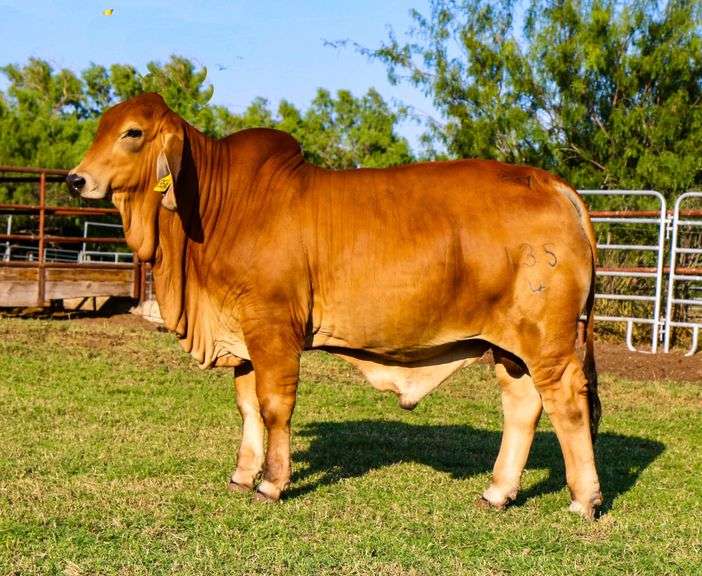 Herd Sire Prospect: LMC LN POLLED CARDIO 135/4 (P)
