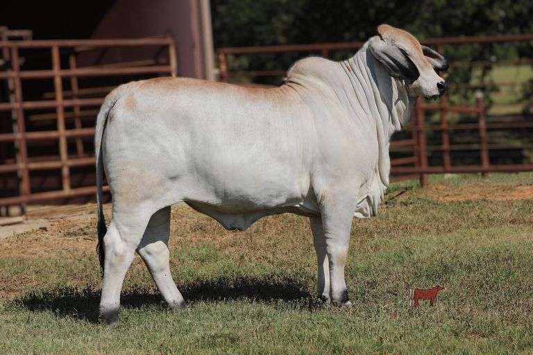 PCC I'M SPEECHLESS 644/4 (S)