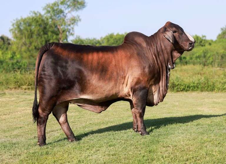 FEMALE SEXED EMBRYOS: MR. MCC POLLED SMOKE 14/9 (P) X LMC LF POLLED HAZEL 175/0 (P)