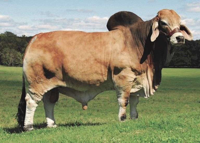 SEMEN: MR. V8 733/7 (P)