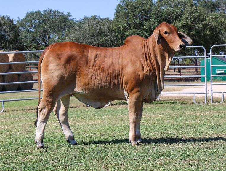 Replacement Heifer: LN POLLED CLARA 428 (P)