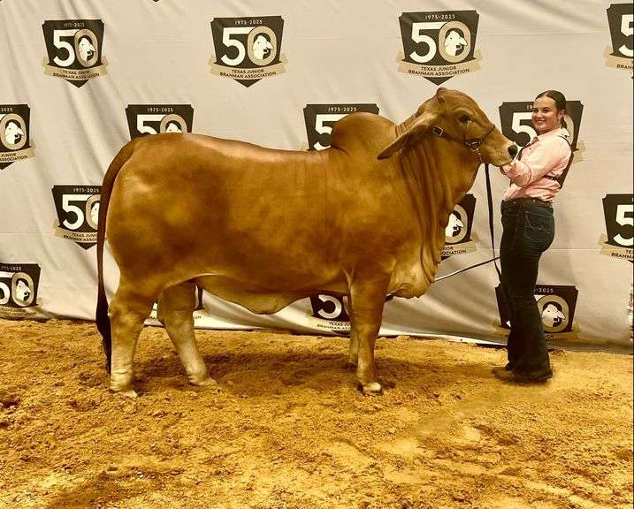 AI SEMEN PACKAGE: LMC LN Polled Pappo 136/6 (P)