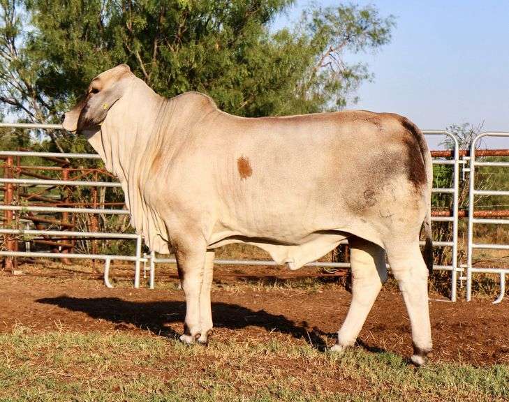 HOMOZYGOUS POLLED Replacement Heifer: LMC LF POLLED MADAME 87/4 (P)