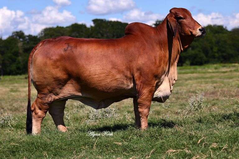 Pregnant Recipient - Female Sexed Pregnancy