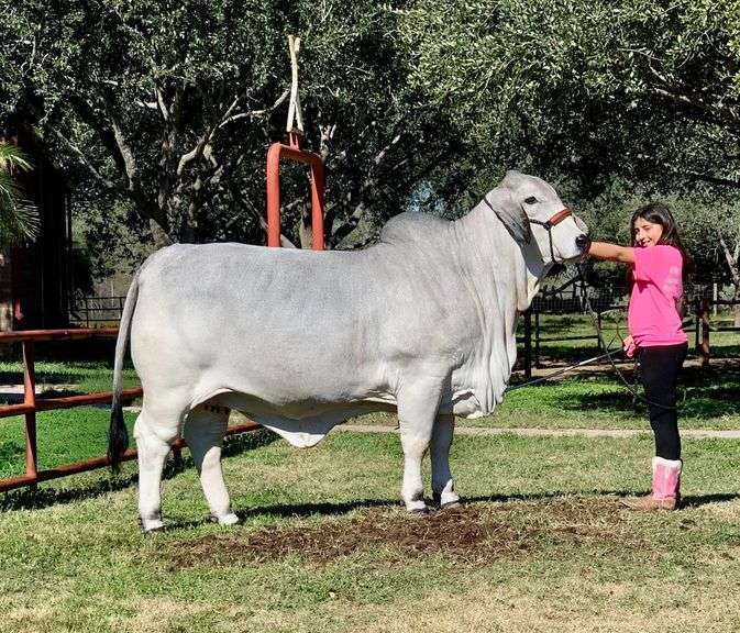 SEMEN: LMC LF POLLED BUBBA 102/1 (P)