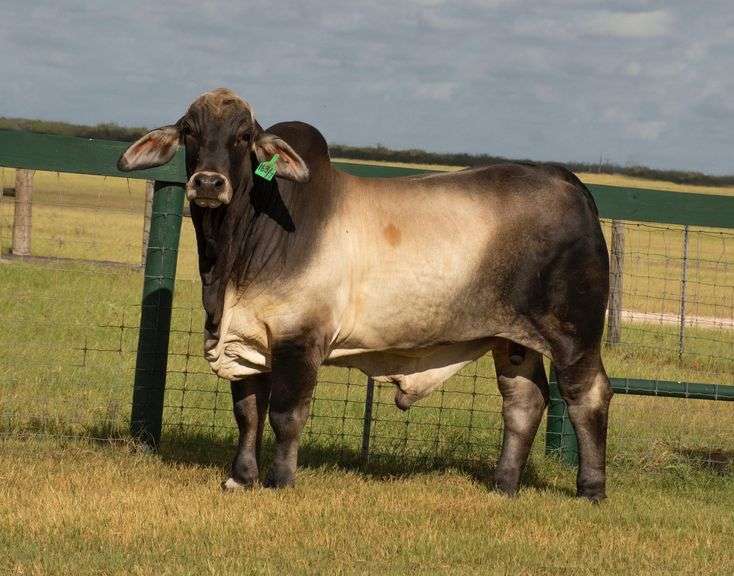 Show Heifer: LMC LF POLLED NYSSA 84/5 (S)