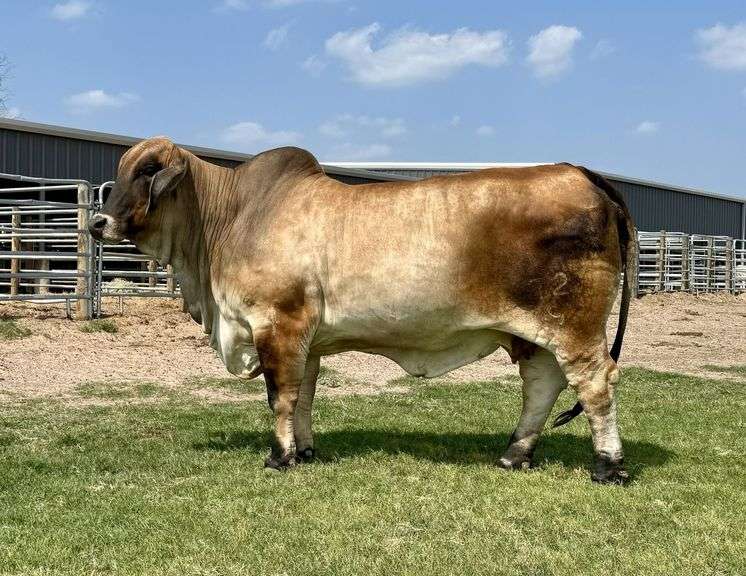 FEMALE SEXED SEMEN:  MR. 4F POLLED LANDMAN 145/1 (P)